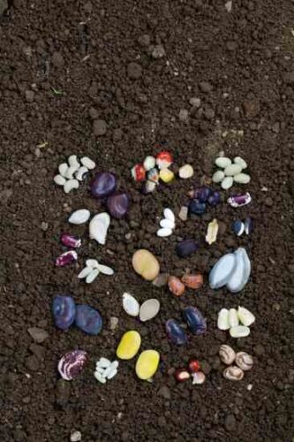 Get Ahead of Your Garden: Start Seedlings